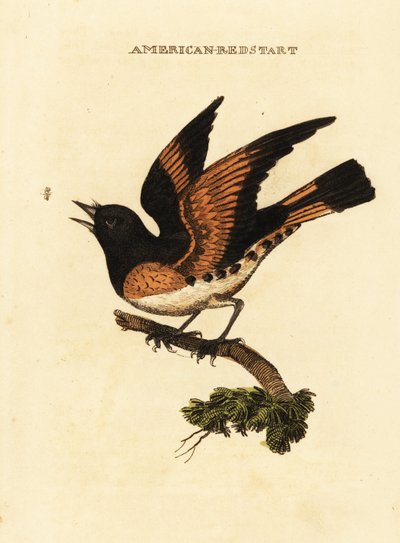 Reinita norteña, Setophaga ruticilla de George (after) Edwards
