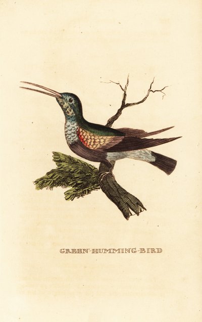 Colibrí de vientre negro, Eupherusa nigriventris, hembra de George (after) Edwards