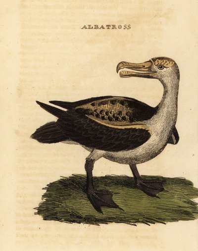 Albatros de ceja negra, Thalassarche melanophris de George (after) Edwards