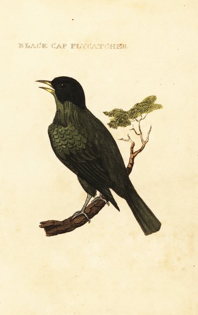 Bulbul de capucha negra, Pycnonotus melanicterus de George (after) Edwards