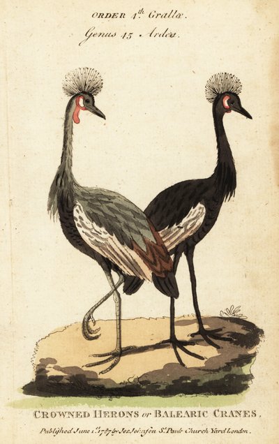 Grulla coronada negra, Balearica pavonina de George (after) Edwards