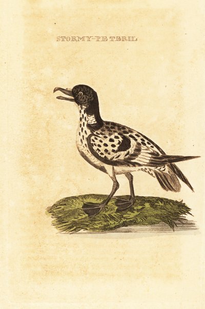 Petrel damero, Daption capense de George (after) Edwards