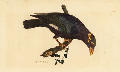 Miná de collar, Acridotheres albocinctus de George (after) Edwards
