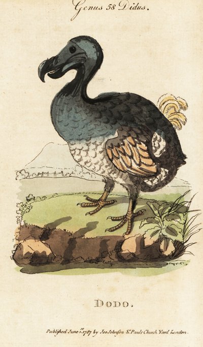 Dodo extinto, Raphus cucullatus (Didus ineptus) de George (after) Edwards