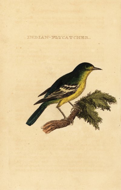 Papamoscas de espalda verde, Ficedula elisae de George (after) Edwards