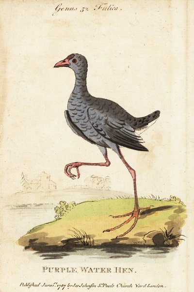 Calamón de cabeza gris, Porphyrio poliocephalus de George (after) Edwards