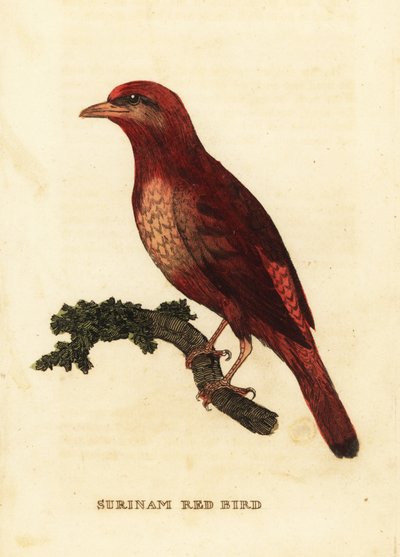 Cotinga rojo guyanés, Phoenicircus carnifex de George (after) Edwards