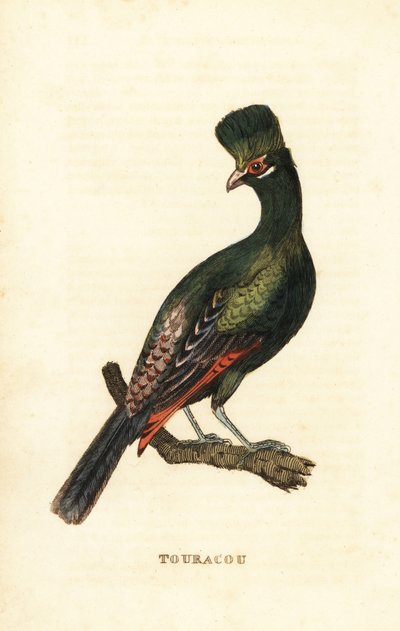 Turaco de Guinea o turaco verde, Tauraco persa de George (after) Edwards