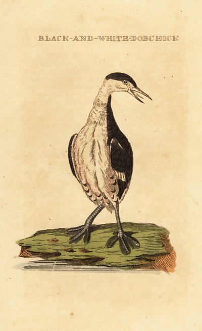 Somormujo cuellirrojo, joven, Podiceps auritus de George (after) Edwards