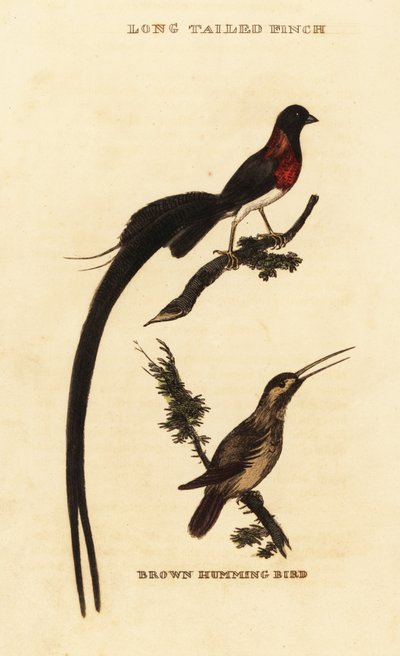 Viuda del paraíso de cola larga, Vidua paradisaea y colibrí rufo, Selasphorus rufus de George (after) Edwards