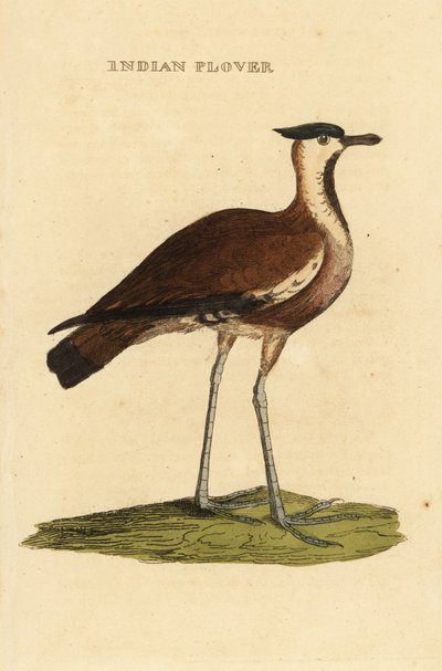 Avefría norteña, Vanellus vanellus de George (after) Edwards