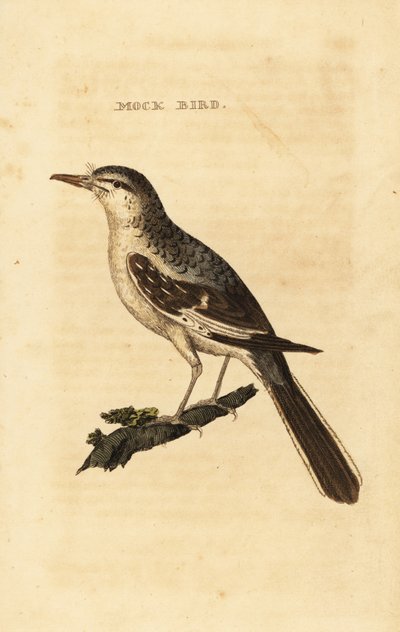Sinsonte norteño, Mimus polyglottos de George (after) Edwards