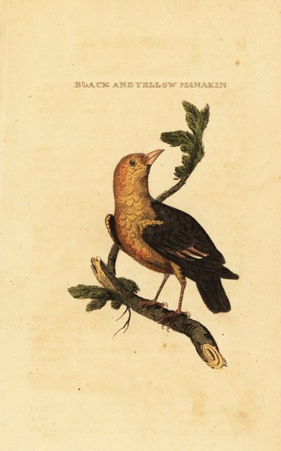 Saltarín cabecianaranjado, Pipra aureola de George (after) Edwards