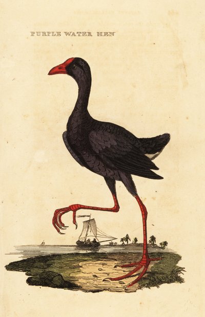 Calamón común, Porphyrio porphyrio de George (after) Edwards
