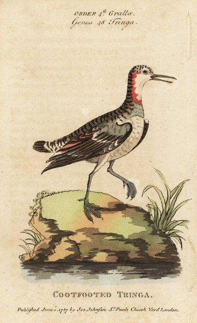 Falaropo de cuello rojo, Phalaropus lobatus (Tringa de pie coot, Tringa rufra canadensis) de George (after) Edwards