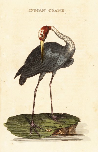 Grulla sarus, Antigone antigone de George (after) Edwards