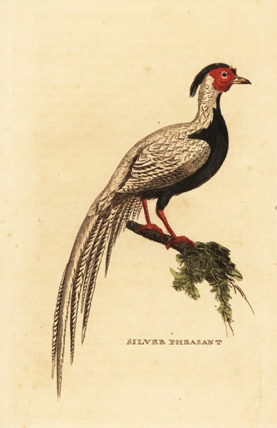 Faisán plateado, Lophura nycthemera de George (after) Edwards