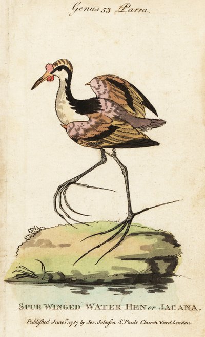 Jacana de barbillones, Jacana jacana de George (after) Edwards