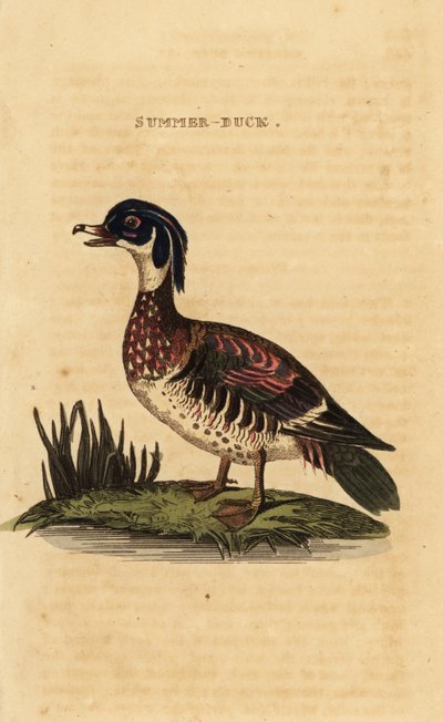 Pato joyuyo, Aix sponsa de George (after) Edwards