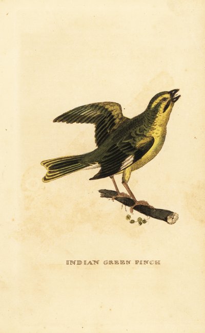Verderón de pecho amarillo, Chloris spinoides de George (after) Edwards