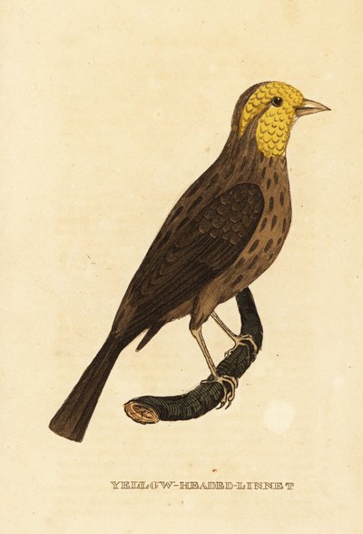 Picogrueso amarillo, Pheucticus chrysopeplus de George (after) Edwards