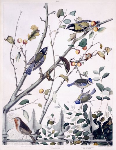 Pecho rojo (petirrojo), carbonero común (macho y hembra) y herrerillo común (macho y hembra), c.1841 (grabado coloreado a mano) de George (after) Shield