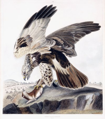 Rough Legged Buzzard (Female), c.1841 (grabado coloreado a mano) de George (after) Shield
