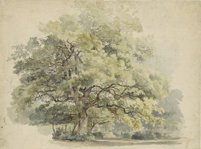 Estudio de los árboles de George Andries Roth