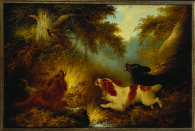 Spaniels levantando un faisán de George Armfield