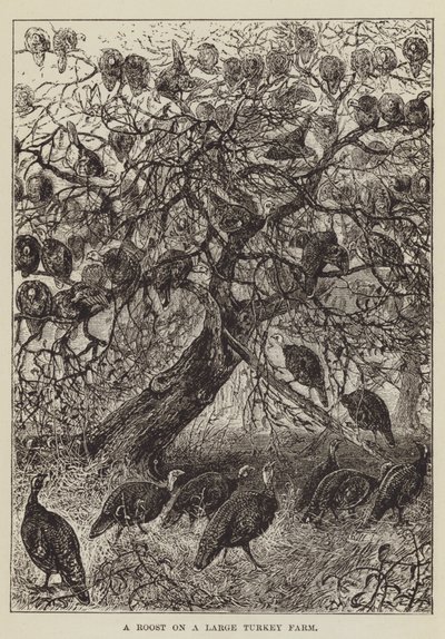 Un gallinero en una granja grande de pavos de George Augustus Sala