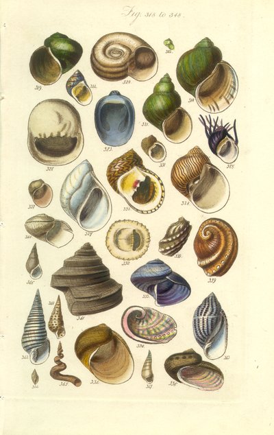 Manual de Conchología Placa 15. Conchas de colores, incluidas las de Abalón de George B. Sowerby