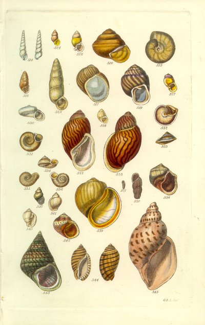 Manual Conchológico, Placa 25. Conchas terrestres coloridas de George B. Sowerby