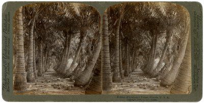 Avenida de palmeras de coco, Florida, EE.UU., 1891 de George Barker
