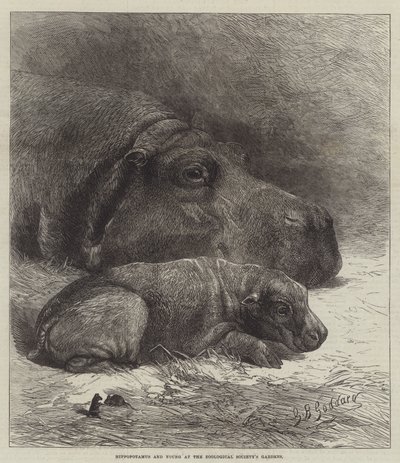 Hipopótamo y Cría en los Jardines de la Sociedad Zoológica de George Bouverie Goddard