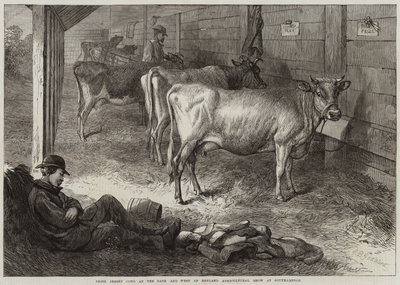 Vacas Jersey Premiadas en la Exposición Agrícola de Bath y del Oeste de Inglaterra en Southampton de George Bouverie Goddard