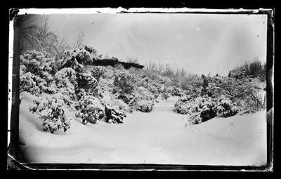 Cenador de Rosas desde abajo, Parque Prospect, Brooklyn, c.1872-87 de George Bradford Brainerd