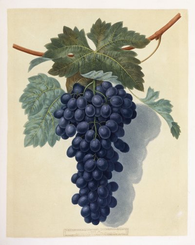 Plato LII (un racimo de uvas moradas) de George Brookshaw