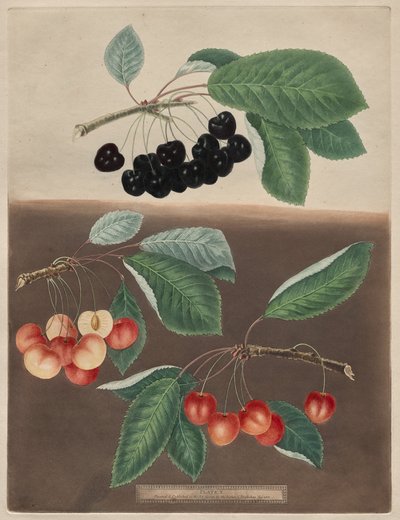 Pomona Britannica: No. 10 - Cerezas de George Brookshaw