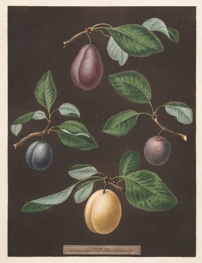 Pomona Britannica: No. 17 - Ciruelas de George Brookshaw