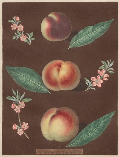 Pomona Britannica: No. 33 - Melocotones de George Brookshaw