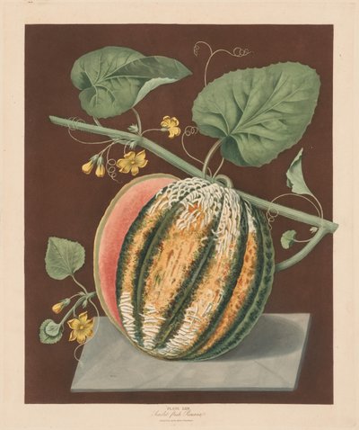 Pomona Britannica: No. 64 - Melón Romana de carne escarlata de George Brookshaw