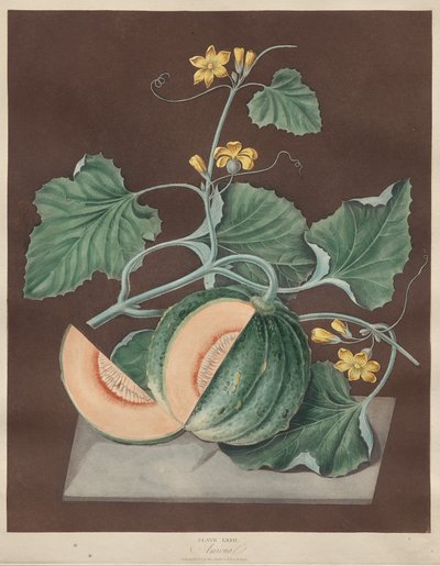 Pomona Britannica: No. 71 - Amicua (Melón) de George Brookshaw