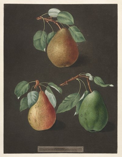 Pomona Britannica: No. 82 - Peras de George Brookshaw