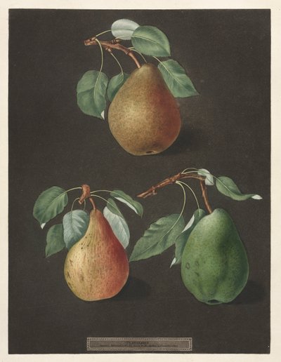Pomona Britannica: No. 82 - Peras, 1807 de George Brookshaw
