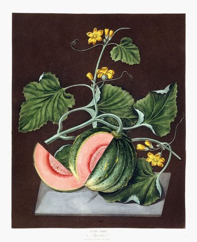 Calabaza, 1812 de George Brookshaw