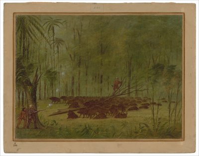 Una pelea con pecaríes - Caribe de George Catlin
