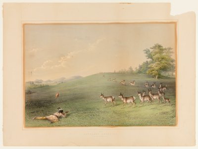 Tiro al antílope--no. 20 de George Catlin