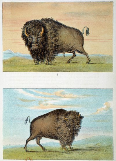 Bisonte, macho y hembra, Estados Unidos. Ilustración de George Catlin de George Catlin