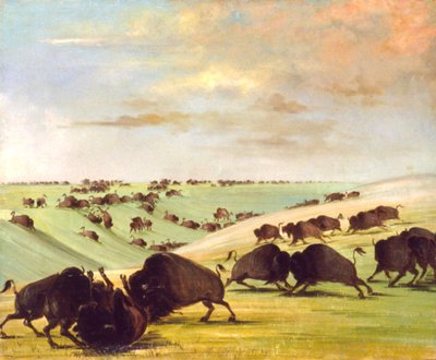 Toros de búfalo peleando en temporada de celo, Alto Missouri, 1837-1839 de George Catlin
