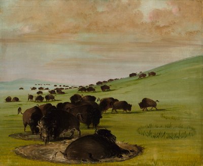 Toros de Búfalo en un Barrizal, 1837-1839 de George Catlin
